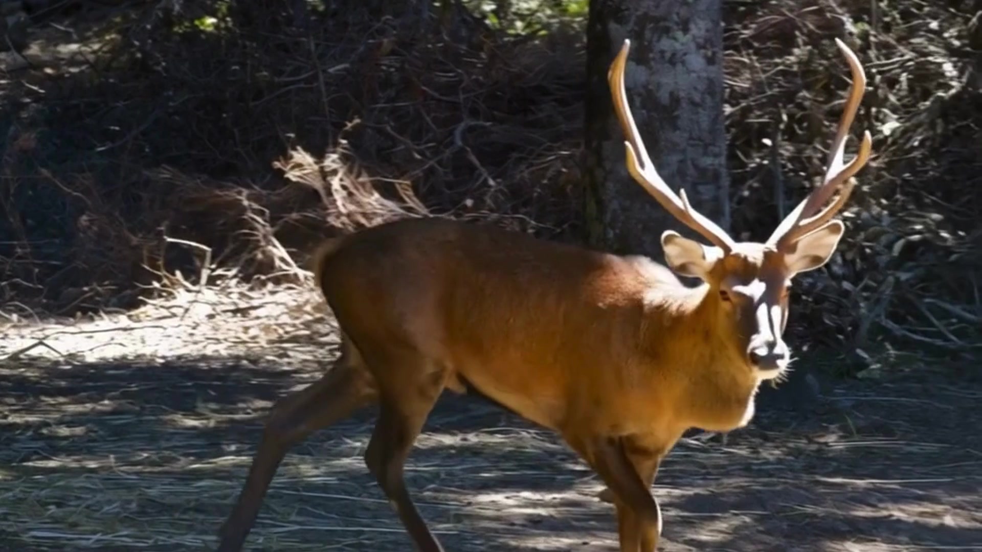Le cerf de Corse, l'animal disparu qui reconquiert son île