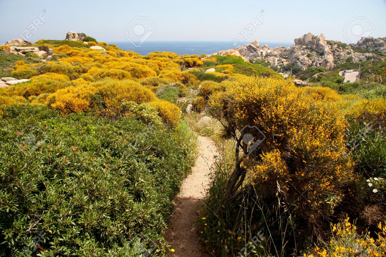 Maquis corse en fleurs au printemps